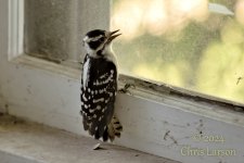 Dummy The Woodpecker 09-2024.jpg