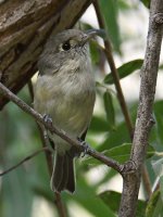HuttonsVireo2.jpg