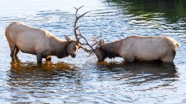 ElkSparring-112.jpg