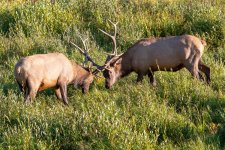 ElkSparring-113.jpg