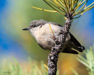 PygmyNuthatch-113.jpg