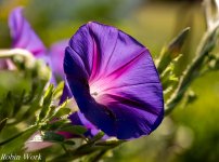 R81_2879-Edit-Edit-Edit.jpg