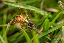 robberfly3.jpg