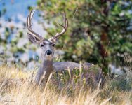 Bucks-118.jpg