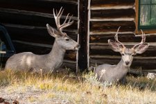 Bucks-119.jpg