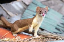 Weasel-126.jpg