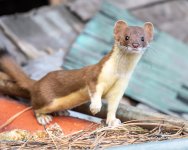 Weasel-127.jpg