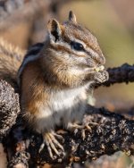 Chipper-121.jpg