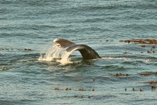 500_0484R_CoSh_cr_sm.jpg