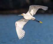 SnowyFlight-120.jpg
