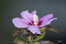 Rose of sharon.jpg