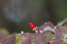 Dogwood berry sm.jpg