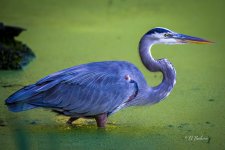 _DSC8660-DeNoiseAI-low-light.jpg