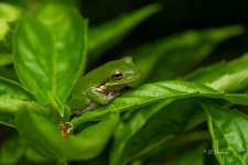 _DSC8740.jpg