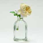 Rose Still Life small.JPG
