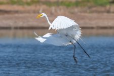 GreatEgretFlight-120.jpg