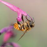 BeeFlower-121.jpg
