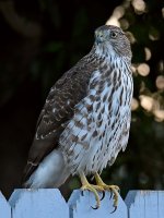 CooperHawk10.jpg