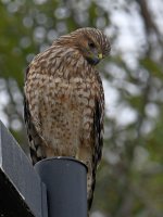 Hawk.jpg