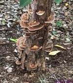 Pancake fungi_001.JPG