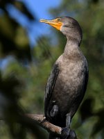 Cormorant2.jpg