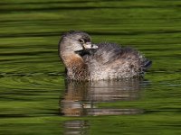 Grebe2.jpg