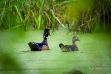 _DSC8836-DeNoiseAI-low-light.jpg