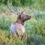 Elk-121.jpg