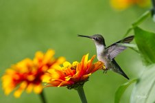Hummer Cedar Creek 1 sm.jpg