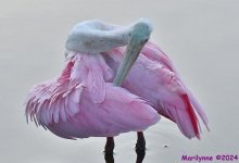 DSC_1554_001 - Copy.JPG