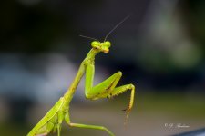 _DSC8896-SharpenAI-Focus.jpg