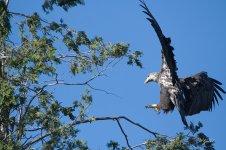 Eagle at the lake sm.jpg