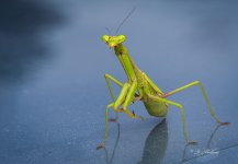 mantis.jpg