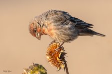 HouseFinch-122.jpg