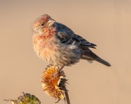 HouseFinch-123.jpg