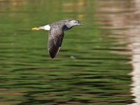 YellowLeg4.jpg