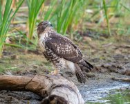 HawkPond-128.jpg