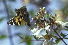 butterfly 2024 sm.jpg