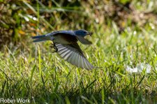 RD5_5634-Edit.jpg