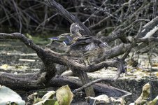 Ruffled feathers sm.jpg