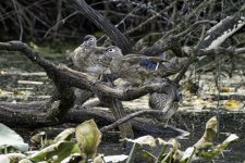 Wood ducks sm.jpg