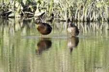 Duck refections sm.jpg