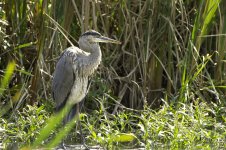 Great blue 2 sm.jpg