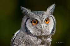 _DSC0437-DeNoiseAI-low-light.jpg