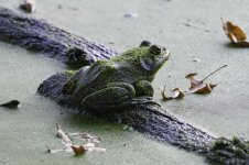 Frog sm.jpg
