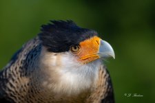 _DSC9462.jpg