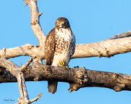 Redtailed-133.jpg