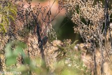 RD5_5647-Edit.jpg