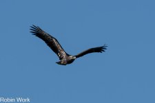 RD5_4937-Edit.jpg