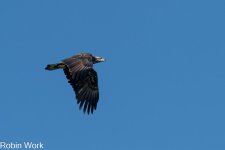 RD5_4941-Edit.jpg